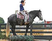 beginner-safe-quarter-horse