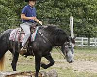 percheron-quarter-horse