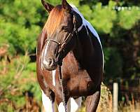 ranch-work-quarter-horse