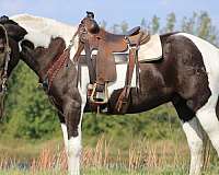 percheron-quarter-horse