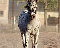 therapy-appaloosa-pony