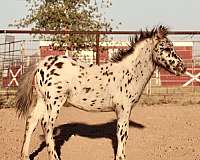 therapy-filly-weanling