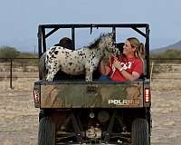 appaloosa-filly-weanling