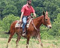 ranch-work-quarter-horse