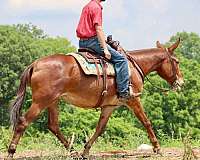 beginner-safe-quarter-horse