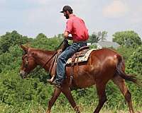 family-horse-quarter