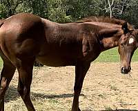 quarter-horse-filly