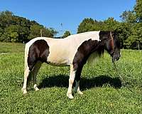 gypsy-vanner-quarter-horse