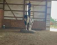 beginner-quarter-horse