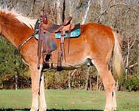 gypsy-vanner-quarter-horse