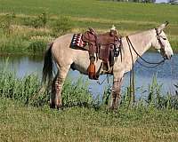 ranch-work-mule