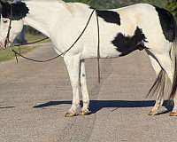 cremello-trail-class-competition-pony