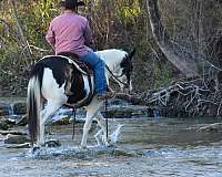 aqha-cremello-quarter-pony