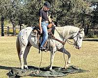 appaloosa-quarter-horse