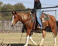 ranch-work-quarter-horse