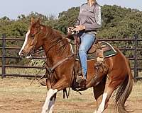 appaloosa-quarter-horse