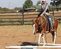 appaloosa-gelding-quarter-horse