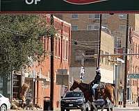 beginner-safe-kid-pony-quarter-horse