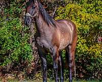 draft-quarter-horse