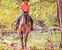 percheron-quarter-horse