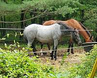 pretty-newfoundland-pony