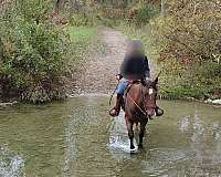 nice-newfoundland-pony