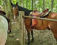 gelding-newfoundland-pony