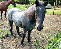 road-newfoundland-pony