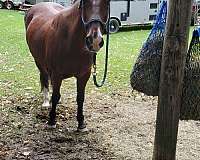 pretty-newfoundland-pony