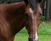 nice-newfoundland-pony