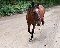 great-newfoundland-pony