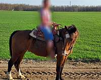 trail-newfoundland-pony