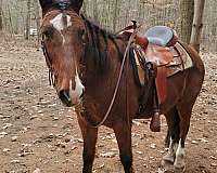 road-newfoundland-pony