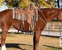 chestnut-blaze-horse