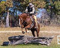 ranch-work-quarter-horse