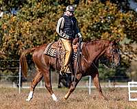 husband-safe-quarter-horse