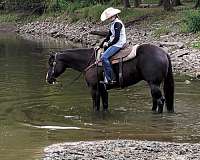 ranch-work-quarter-horse