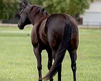 beginner-quarter-horse