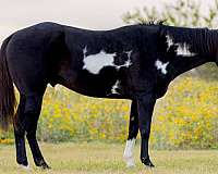 bay-roan-blaze-horse