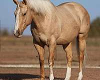 quarter-horse