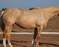 palomino-blaze-horse