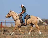 husband-safe-quarter-horse