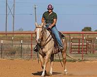 ranch-quarter-horse