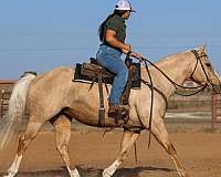 ranch-versatility-quarter-horse