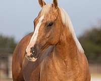 palomino-blaze-horse