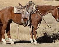 quarter-horse