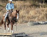 athletic-quarter-horse