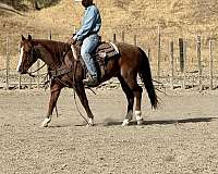 family-horse-quarter