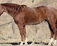 ranch-work-quarter-horse