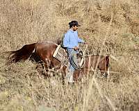 husband-safe-quarter-horse